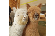 Alpaca, un animal de companie mai deosebit