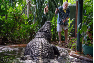 A murit cel mai mare crocodil aflat în captivitate. Avea 110 ani