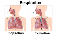 RESPIRAȚIA – CUM FUNCȚIONEAZĂ?