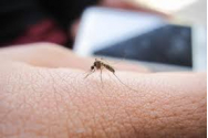 Țânțarii sunt cei care ne pot da bătăi de cap vara, dar pot ei să transmită și virusul SARS-CoV-2?