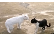 VIDEO - Faze tari cu pisici