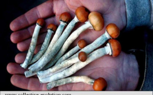 Tot mai mulți adolescenți se droghează cu ciuperci halucinogene. Ei le cumpără de pe Internet