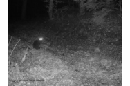 FOTO/VIDEO - Imagini rare cu o pisică sălbatică, într-o pădure din Parcul Național Piatra Craiului