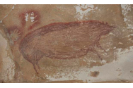  Cea mai veche pictură rupestră din lume a fost descoperită în Indonezia. Are 45.500 de ani