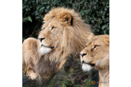 FOTO/VIDEO - Pandemia de COVID a afectat și grădinile zoologice. În lipsa hranei, leii de la Zoo Amsterdam vor fi mutați în Franța