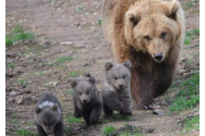 O ursoaică cu pui a intrat în mai multe gospodării din staţiunea prahoveană Azuga