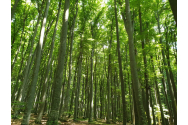 Doar o treime din suprafața Europei mai este acoperită cu păduri