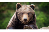 Sportiv ucis de o ursoaică în timp ce căuta coarne de cerb