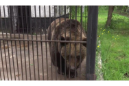 O ursoaică se va bucura de libertate după 38 de ani de captivitate. Este una dintre cele mai vârstnice ursoaice din România