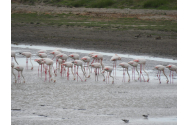 100 de păsări flamingo, observate în Delta Dunării