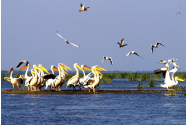 Dosar penal în cazul bărcii care a intrat cu viteză într-o colonie de pelicani: „Acum filmaţi, intrăm în trombă“