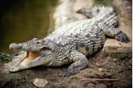 Un muncitor din Indonezia a fost ucis de crocodilii pe care îi hrănea