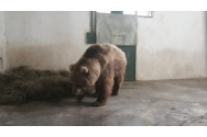 O ursoaică a intrat în garajul primarului din Băile Tușnad