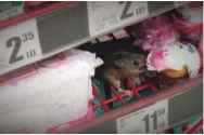 Șoarece filmat pe raftul unui hypermarket din Cluj, în timp ce ronțăia ciocolată. Reacția hypermarketului