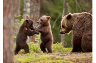 Urșii au dat iama prin localitățile Băile Tușnad, Borsec și Toplița