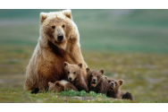 O ursoaică și cei pui ai ei au intrat prin câteva locuințe din Tușnad. Ea a fost pinsă și relocată