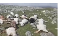 Coșmarul în Georgia. Un cioban a găsit 550 de oi moarte pe munte, lovite de fulger