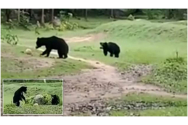 O ursoaică a furat o minge de fotbal pentru a-și distra puiul cu ea
