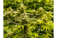 Ieșean amendat penal pentru posesie de cannabis