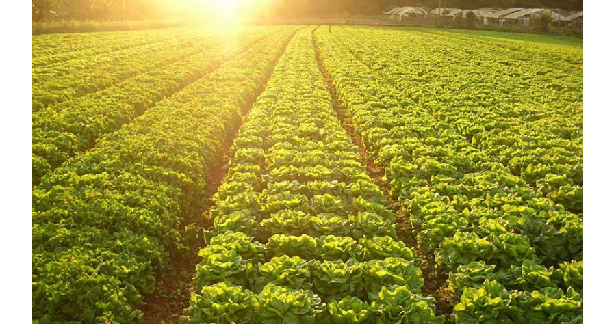 agricultura-sustentavel