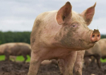 Pesta porcină africană amenință România. Vom rămâne fără porci
