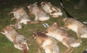 Pistolarii din Brăeşti au fugit mai abitir ca iepurii vânaţi