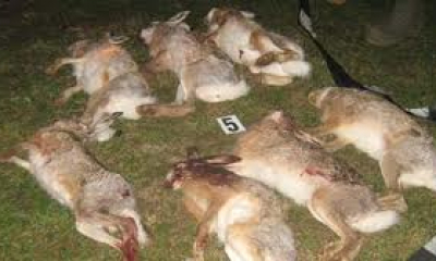 Pistolarii din Brăeşti au fugit mai abitir ca iepurii vânaţi