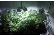  Cultură indoor de cannabis descoperită la Iași
