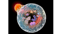 Illustration-autophagosome-lysosome-autophagy-fusion-process