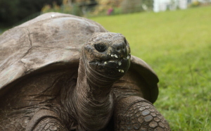  Povestea lui Jonathan, țestoasa care la 190 de ani se bucură din plin de viață