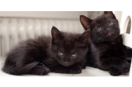 De ce pisicile negre aduc ghinion?