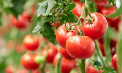Cinci italieni au pus la cale „Afacerea tomata” în România. Cum au pus mâna pe subvenții de 800.000 de euro fără a cultiva nicio roșie și au mutat banii prin cinci firme ca să li se piardă urma