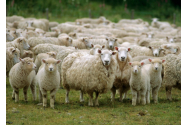 Cioban intoxicat cu otravă pentru deparazitarea oilor