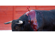 Coridă mortală în Spania. Un bărbat împuns de un taur a murit