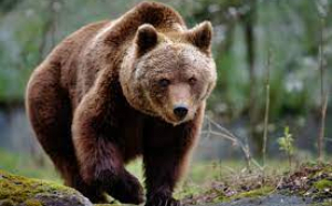 Un urs a ucis o oaie într-o gospodărie din Neamț