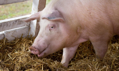 Un bărbat din Botoșani a fost mâncat de porci