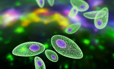 Parazitul Toxoplasma afectează o treime din populație. Nu există niciun medicament de luptă împotriva lui