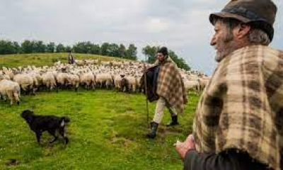 Criză de ciobani în România. Se oferă salarii de 4.000 de lei pe lună