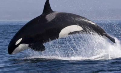 Balenele din Atlanticul de Nord, salvate de roboți