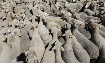 Un TIR cu peste 400 de oi s-a răsturnat pe șosea: 100 de animale au murit, iar alte 40 au fost rănite