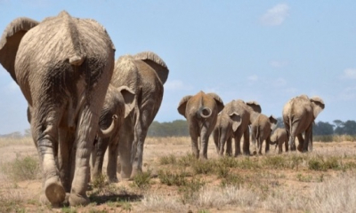 Aproximativ 250 de elefanţi vor fi relocaţi în Malawi