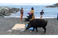 Turistă mușcată de un mistreț pe o plajă de lângă Genova