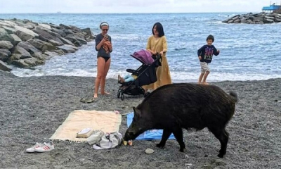 Turistă mușcată de un mistreț pe o plajă de lângă Genova