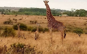 O girafă de la o grădină zoologică din Nairobi a născut gemeni