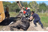Cal salvat în Iași după ce a căzut într-o fântână / A fost ridicat cu buldoexcavatorul