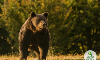  Ministerul Mediului propune „eliminarea imediată” a urșilor care atacă omul