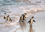 Gripa aviară a făcut ravagii printre pinguini