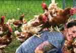 28.000 de găini bătrâne au fost salvate de la moarte, în Franța. Păsările au fost adoptate de o asociație