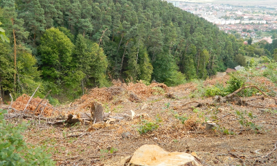 Defrișarea pădurilor, principala problemă de sustenabilitate a României