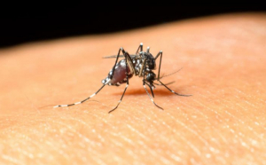 Legile războiului în lumea țânțarilor
